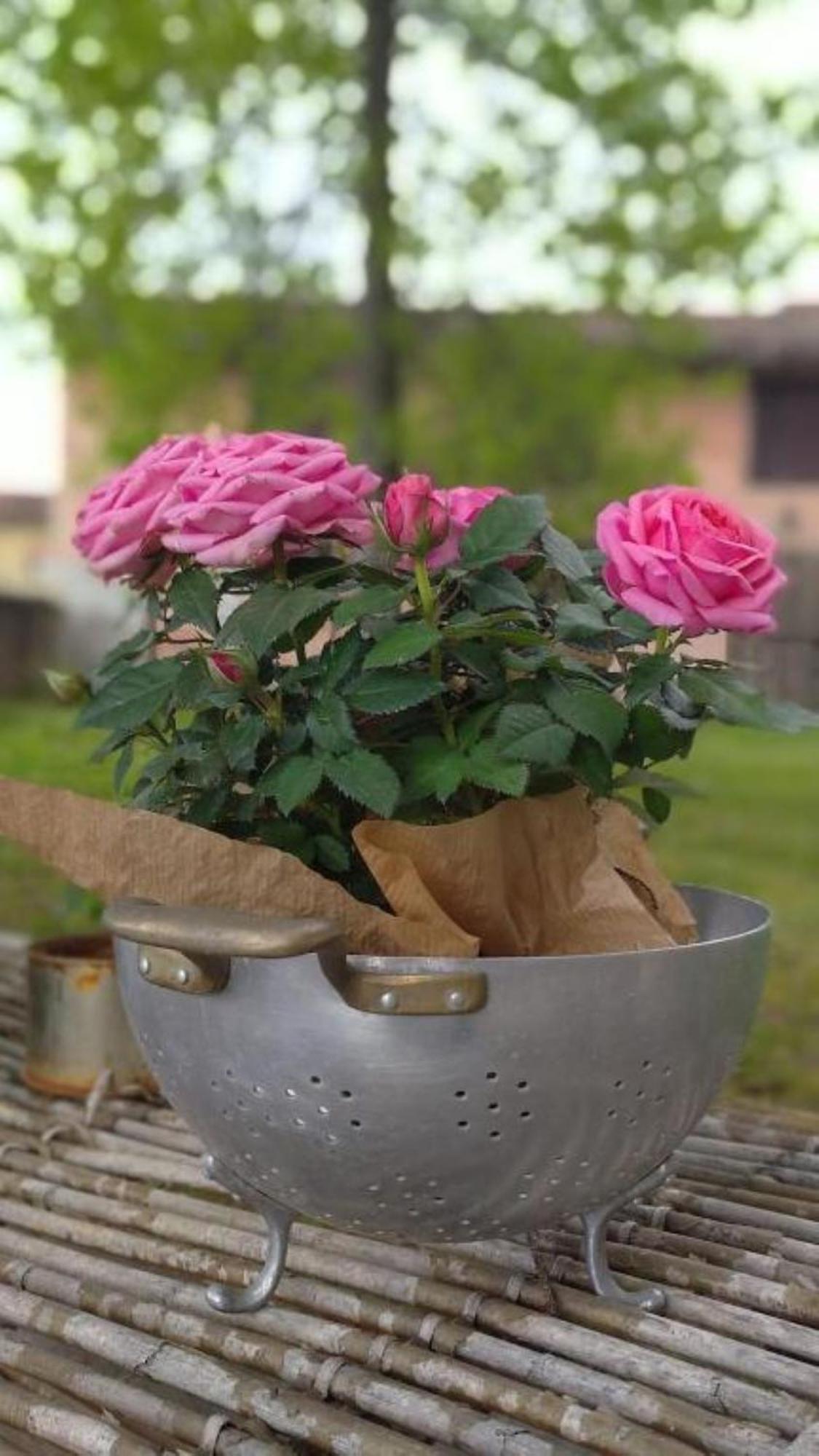 Bed & Breakfast Ernestine Family